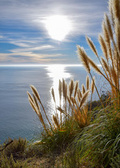 Pampas Grass Glowing in the Sunset at Big Sur