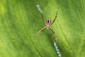 shoot macro pictures of wildlife