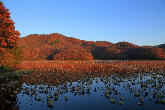 紅葉の上池　山形県鶴岡市大山　Kamiike / Tsuruoka, Yamagata, Japan