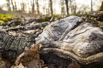 Mysteriöses Gesicht auf einer großen Baumwurzel