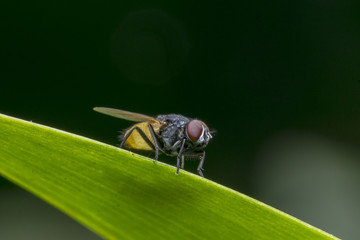 closeup bug