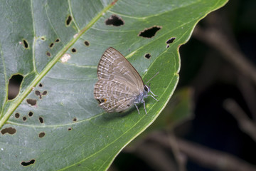 Obraz premium cluseup butterfly