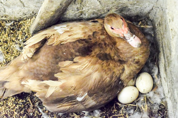 musky duck on the nest. Reproduction of musk ducks