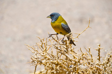 oiseaux des Andes