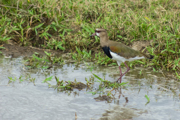 bird in Venezuela