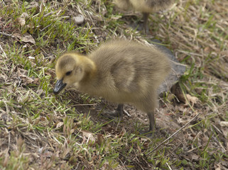 Gosling feeding