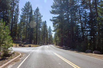Carretera bosque soleado