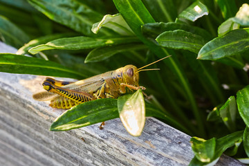Grasshopper Macro Green