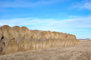 many bales