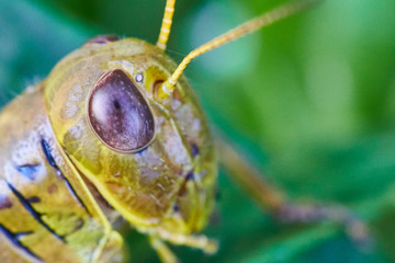 Grasshopper Macro Green