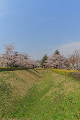 春の佐倉城跡の角馬出の風景