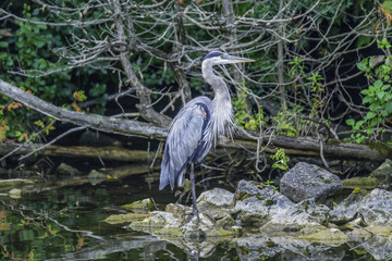 Portrait of a Great Blue Heron on a northern woodland lake