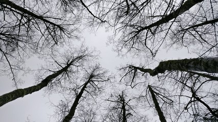 In The Clearing