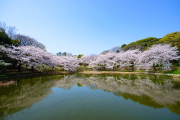 満開の桜を映す公園