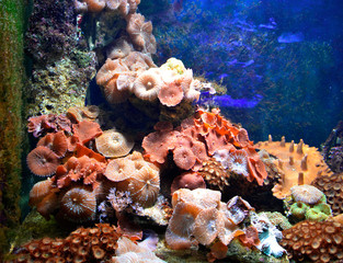 in a marine aquarium