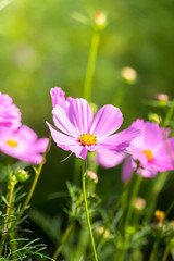 The background image of the colorful flowers