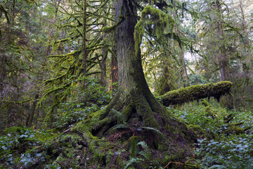 An old growth rain forest of the pacific north west surrounds cypress creek in West Vancouver BC...