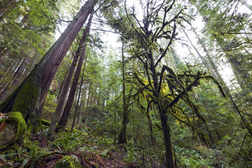 An old growth rain forest of the pacific north west surrounds cypress creek in West Vancouver BC Canada.