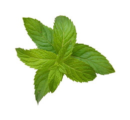 Fresh mint leaves isolated on white background.