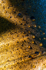 Dewdrops on tree bark