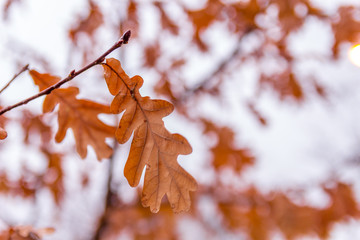 Autumn leafs on a branch