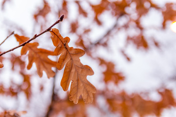 Autumn leafs on a branch