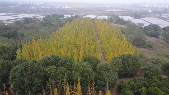Autumn, yellow ginkgo trees. Aerial video video
Mount Lu scenic area in Jiangxi, China