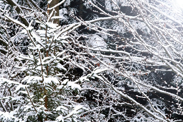 First Snow in Winter landscape and covered with early snowflake