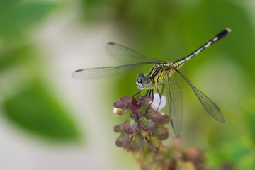 close up yellow dragon fly