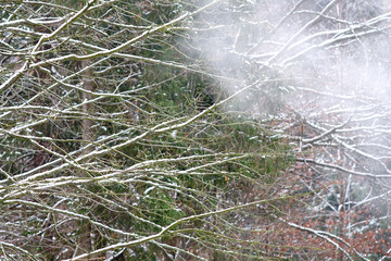 First Snow in Winter landscape and covered with early snowflake
