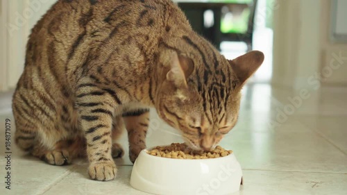 "4K Bengal cat eating dry food from a bowl in the kitchen" Stock
