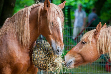 brown horse eats a lot of straw