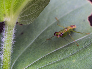 Close up small grasshopper on green leaf