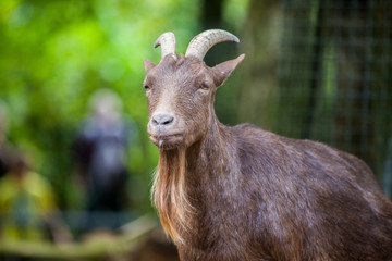 portrait of a german male goat with a long beard