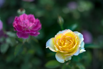 Beautiful roses flowers.
