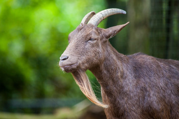 portrait of a german male goat with a long beard