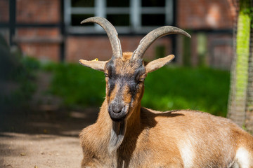 portrait of a german male goat with a long beard