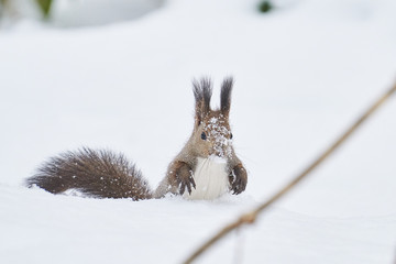 雪に埋もれたエゾリス
