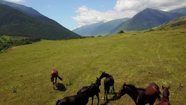 Horses on the field. Natural video with animals