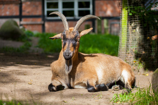 portrait of a german male goat with a long beard