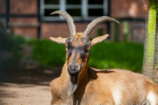 portrait of a german male goat with a long beard
