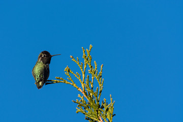 Anna's Hummingbird (Calypte anna)
