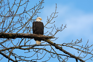 Bald Eagle (Haliaeetus leucocephalus) in British Columbia, Canada