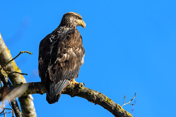 Bald Eagle (Haliaeetus leucocephalus) in British Columbia, Canada