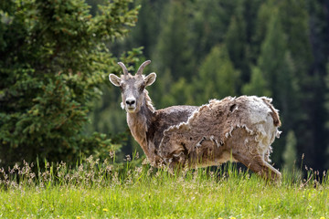 Bighorn sheep (Ovis canadensis), Banff National Park, Alberta, Canada
