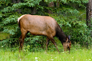 Wild Elk or Wapiti (Cervus canadensis) in Banff National Park, Alberta, Canada