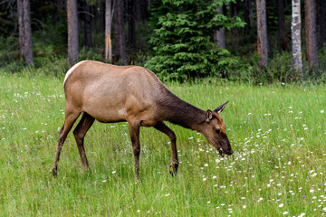 Wild Elk or Wapiti (Cervus canadensis) in Banff National Park, Alberta, Canada