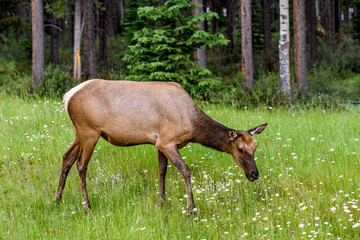 Wild Elk or Wapiti (Cervus canadensis) in Banff National Park, Alberta, Canada