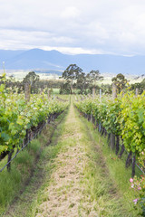 Fototapeta na wymiar vineyards plantation of grape vines for making wine