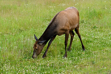 Naklejka na ściany i meble Wild Elk or Wapiti (Cervus canadensis) in Banff National Park, Alberta, Canada